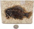 A Grade Fish Fossil #8