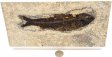 A Grade Fish Fossil #9