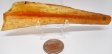 Amber Stalactite with Insects #11