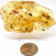 Amber with Insects #3