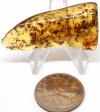 Amber with Insects #5