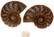 Ammonite Pair, Polished #1