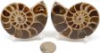 Ammonite Pair, Polished #1