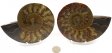 Ammonite Pair, Polished #1