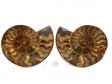 Ammonite Pair, Polished #2