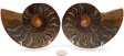 Ammonite Pair, Polished #2