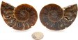 Ammonite Pair, Polished #3