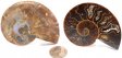 Ammonite Pair, Polished #3