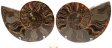 Ammonite Pair, Polished #3