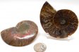 Ammonite Pair, Polished #4