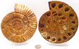 Ammonite Pair, Polished #4