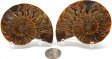 Ammonite Pair, Polished #4