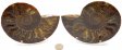 Ammonite Pair, Polished #4