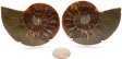 Ammonite Pair, Polished #5