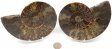Ammonite Pair, Polished #5