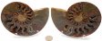 Ammonite Pair, Polished #5