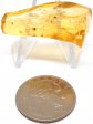 Amber Stalactite with Spider #5