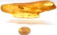 Amber Stalactite with Insect #3