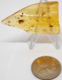 Amber with Insects & Spider #4