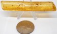 Amber Stalactite #5