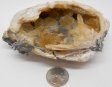 Calcite in Fossil Clam Shell, XLarge #1