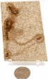 Coprolite Specimen #1
