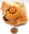 Gastropod Fossil #1