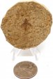 Soldier Fly Fossil #2