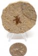 Soldier Fly Fossil #3