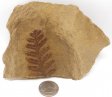 Illinois Fern Fossil #1
