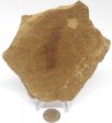 Illinois Fern Fossil #19