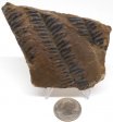 Illinois Fern Fossil #25