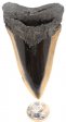 Megalodon Tooth #11