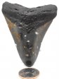 Megalodon Tooth #2