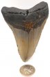 Megalodon Tooth #7