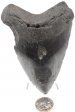 Megalodon Tooth #9