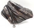 Orthoceras Plack #3