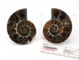 Ammonite Pair, Polished - 2 Inch