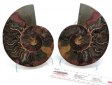 Ammonite Pair, Polished - 5 Inch