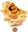 Turritella Fossil #2