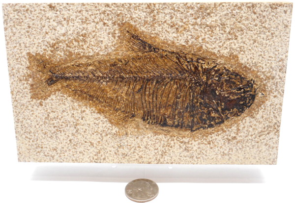 A Grade Fish Fossil #16