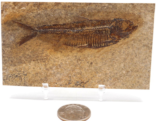 A Grade Fish Fossil #9
