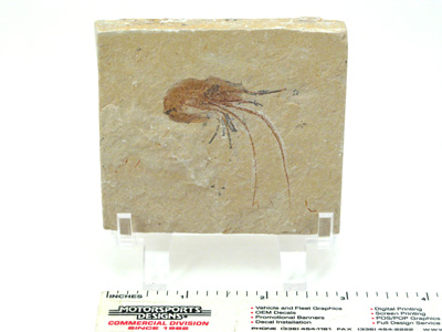 Shrimp Fossil, Standard Grade